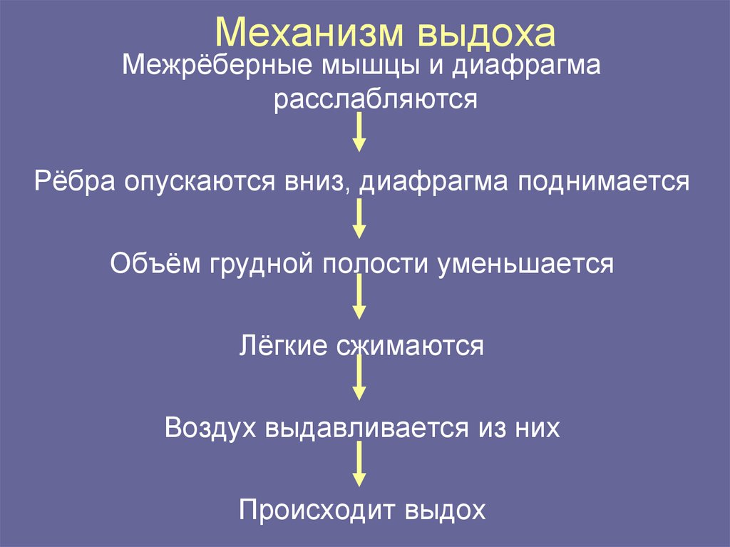 Заполните словесную схему механизма дыхания