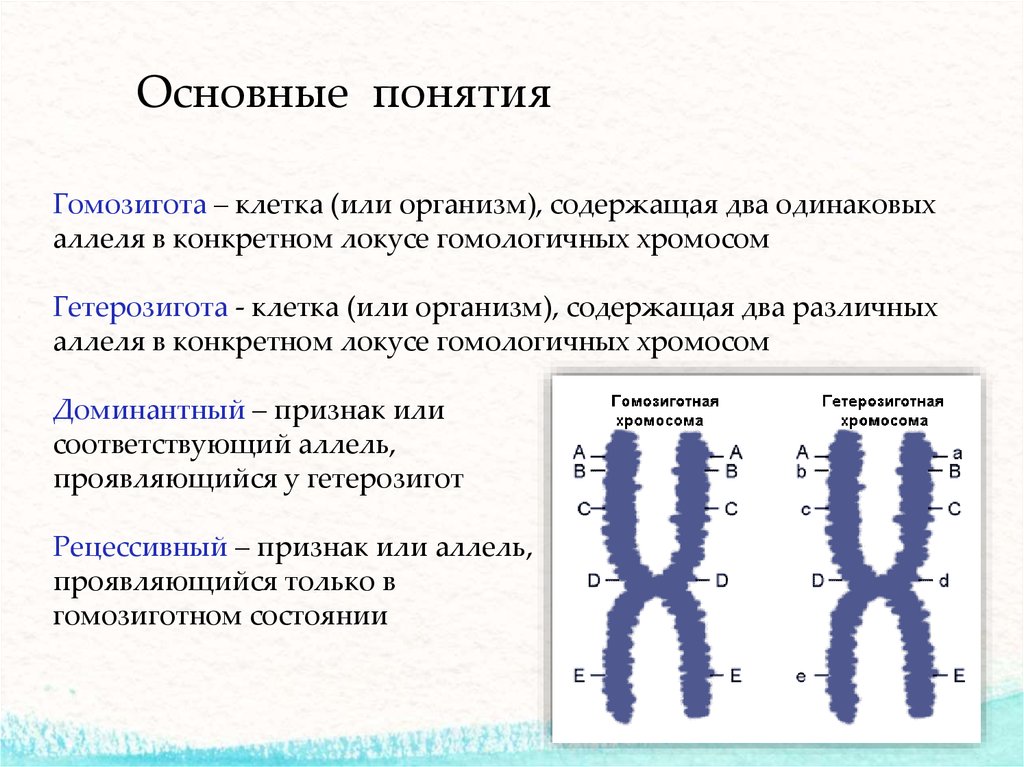 Гомозигота это в генетике. Локусы хромосом. Локусы гомологичных хромосом. Гомозигота организм или клетка. Гомозигота это хромосома.