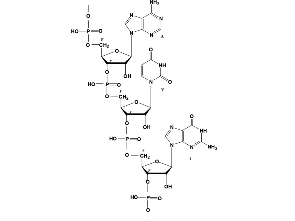 Нуклеиновые кислоты рисунок