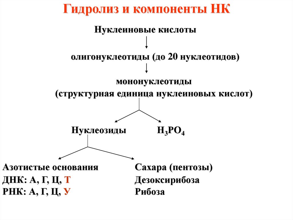 Продукты гидролиза нуклеиновых кислот