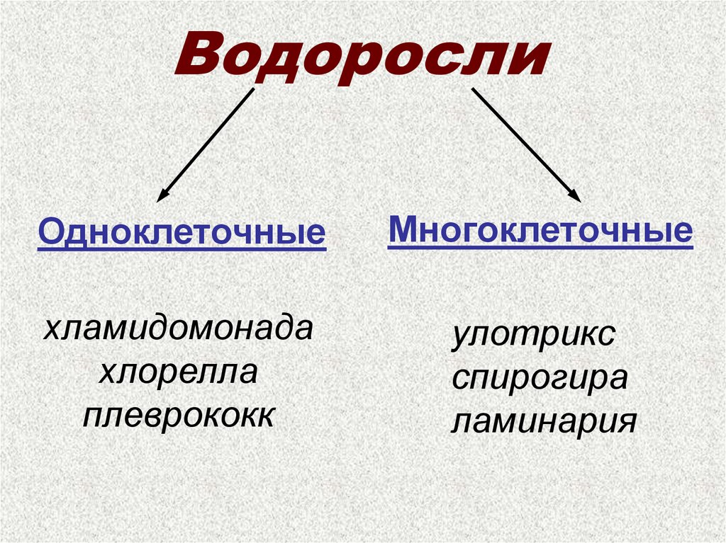 Водоросли