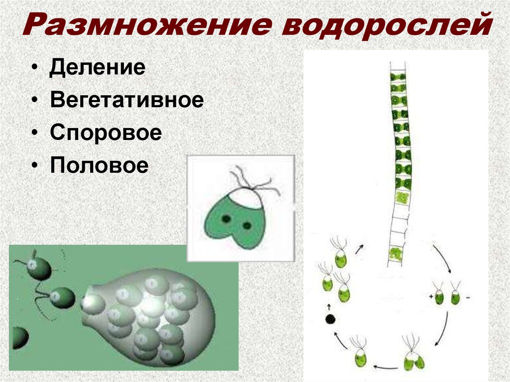 Размножение водорослей