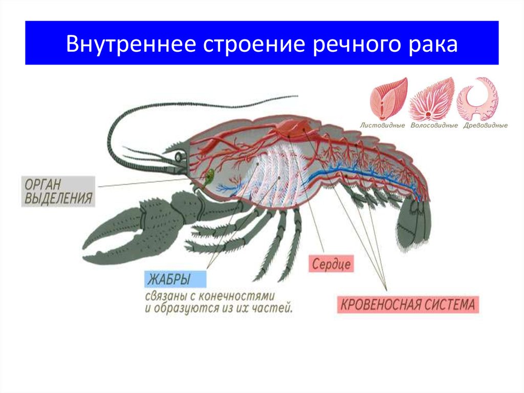 Внутреннее строение членистоногих