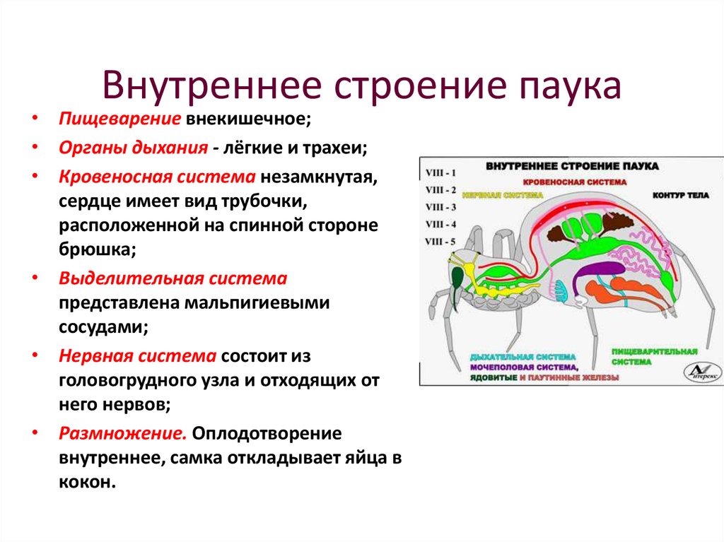 Внутреннее строение паукообразных