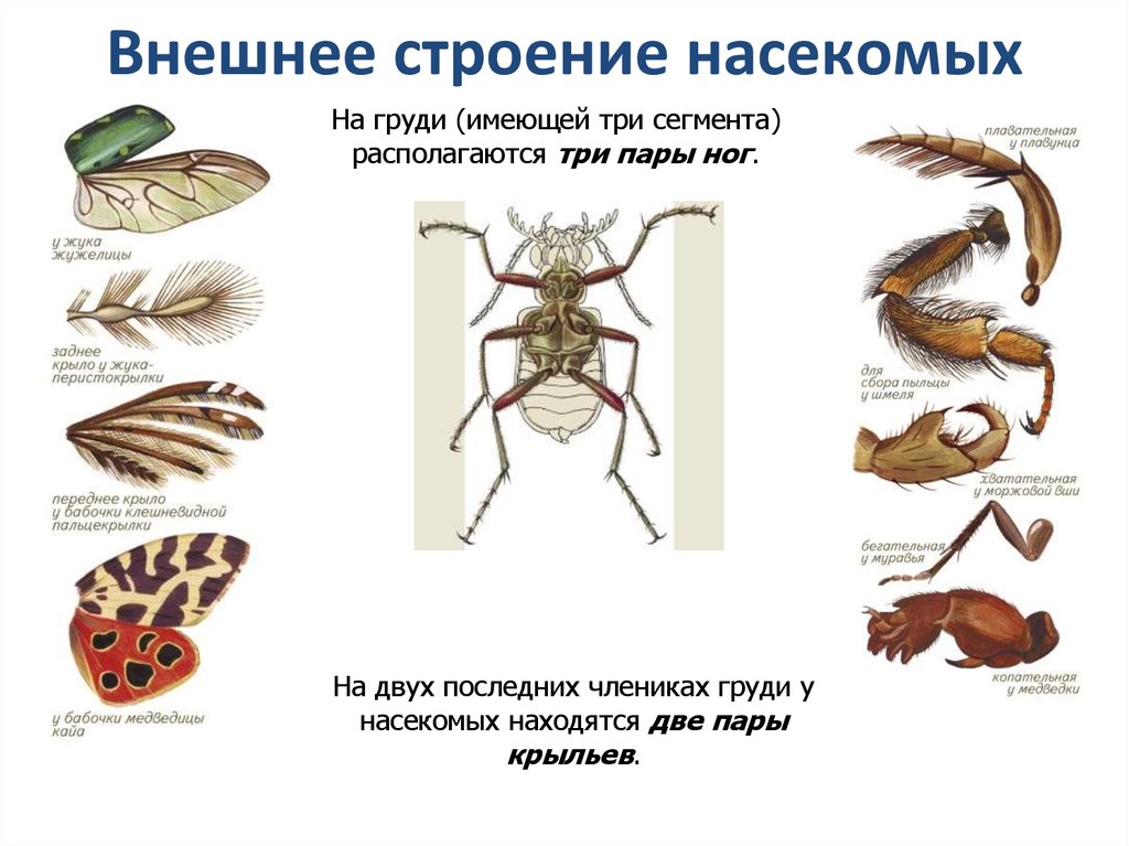 Внешнее строение насекомых 7