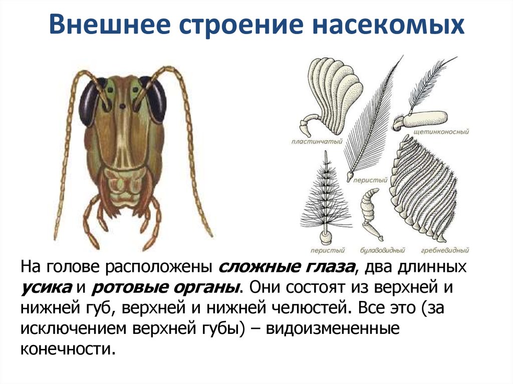 Тест по теме тип членистоногие 7 класс