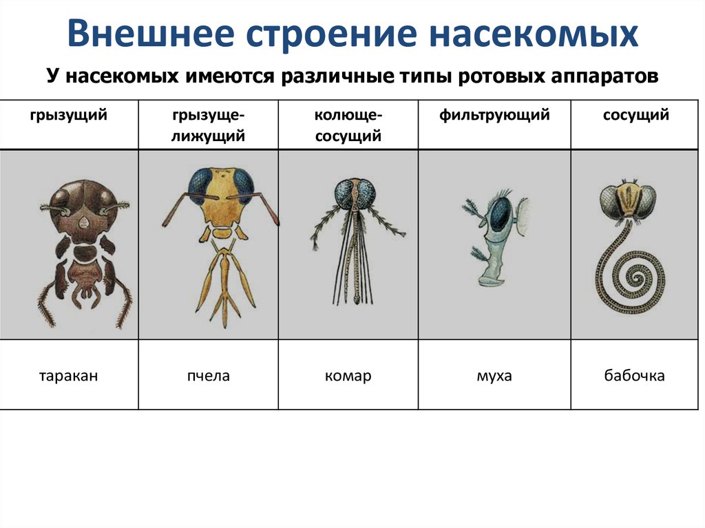 Дополнить схему классификации членистоногих тип членистоногие