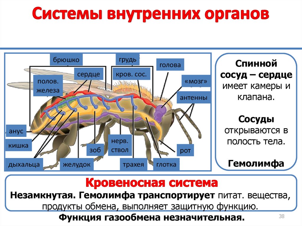 Полость тела членистоногих