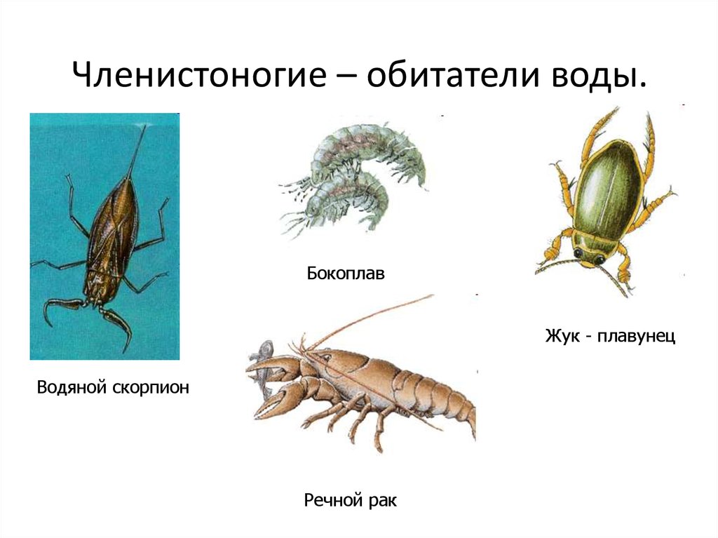 Членистоногие характеристика