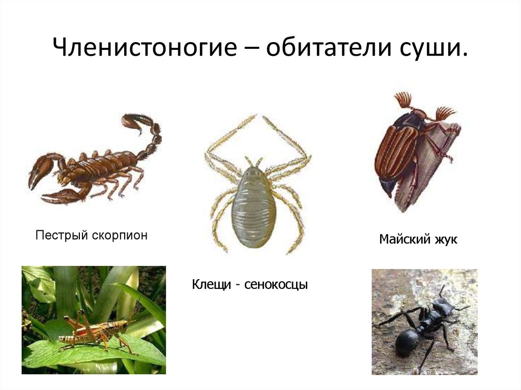 Обитатели суши черного. Обитатели суши. Членистоногие и насекомые различия. Форма тела членистоногих. Членистоногие питание.