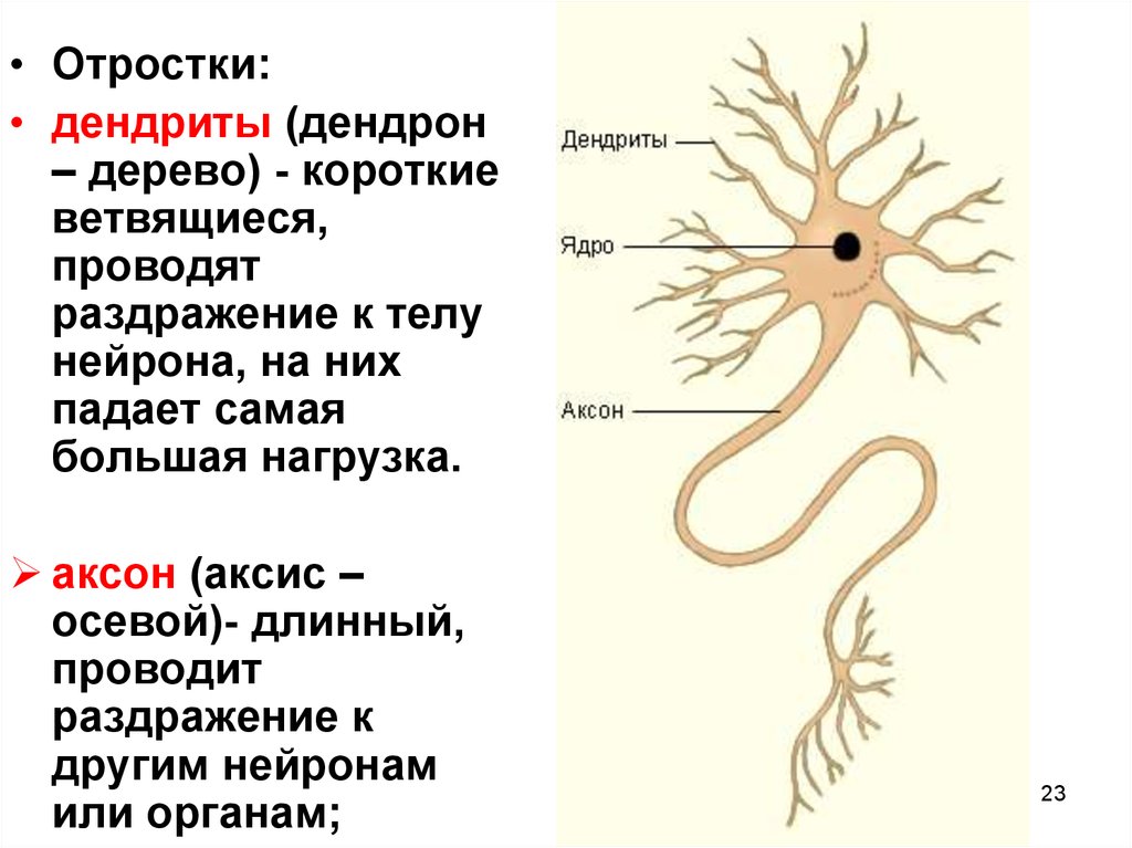Короткий и сильно ветвится. Отростки нейрона: Аксон, дендриты.. Нейроны аксоны дендриты. Дендриты Аксон тело нейрона. Аксон это длинный отросток нейрона.