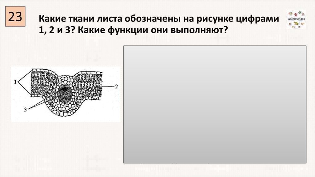 Каким номером на рисунке обозначено внутреннее