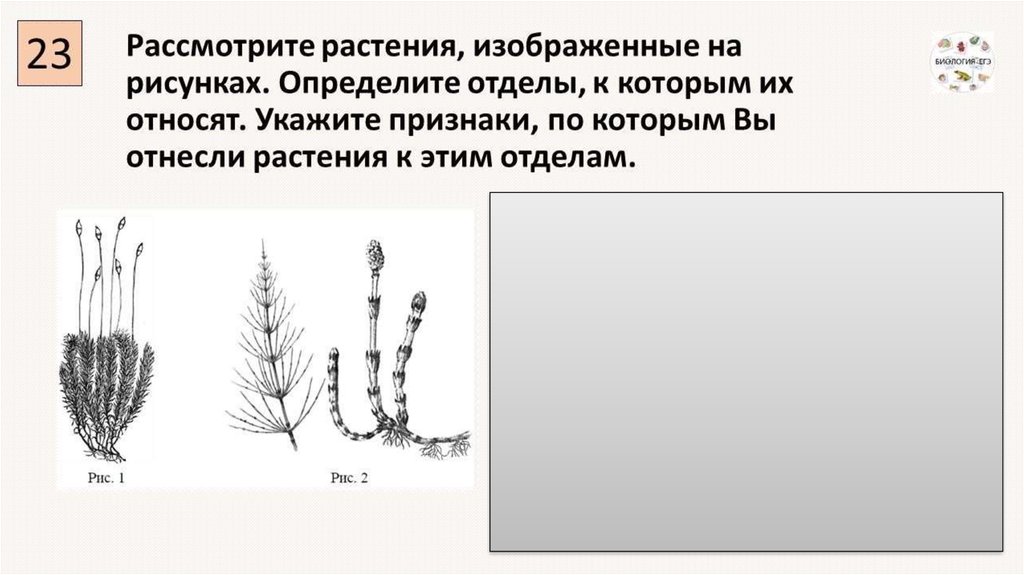 Рассмотрите представленные модели. Растения изображенные на рисунке. К какому отделу относится это растение. Определять и описывать растения это. Рассмотреть растение.