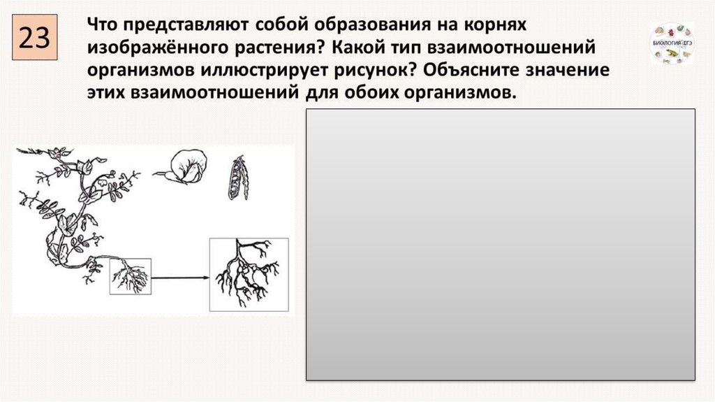 Какую форму отбора иллюстрирует данный рисунок. Взаимоотношения организмов задания ЕГЭ по биологии. Что представляет собой образования на корнях. Вид взаимоотношений двух организмов иллюстрирует рисунок. Задание 23 ЕГЭ по биологии.