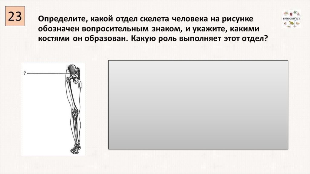 Назовите структуры кости взрослого человека обозначенные на рисунке цифрами 1 и 2