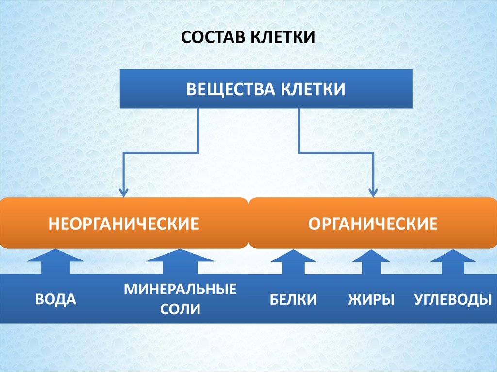 Вещества клетки биология. Органические и неорганические вещества клетки. Неорганические белки это. Минеральные соли органические или неорганические. Неорганические вещества клетки Минеральные соли 5 класс.