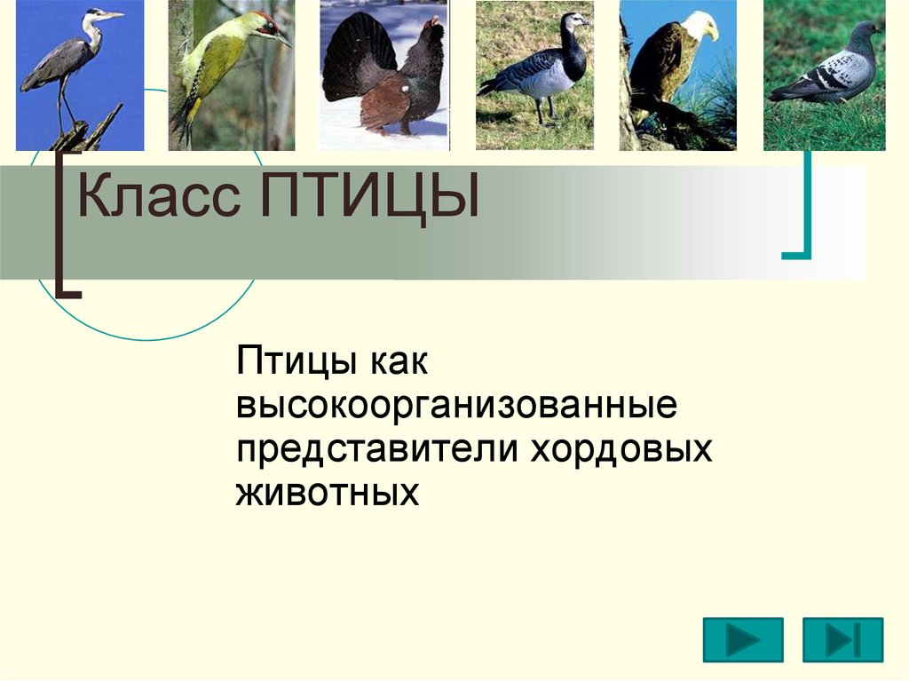 Тема класс птицы. Класс птицы представители. Класс птицы презентация. Класс птицы представители класса. Птицы как класс.