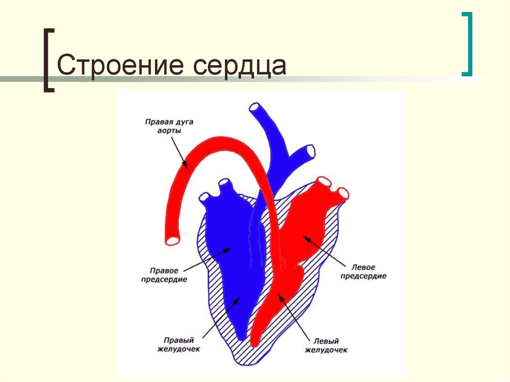 Сердце приведет часть 1. Строение сердца человека схема. Строение человеческого сердца схема. Схема строения сердца человека с подписями. Схема сердца с подписанными частями.