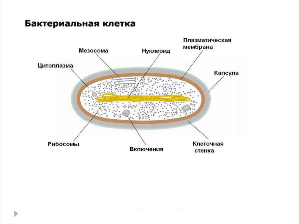 Митохондрии у прокариот. Схема строения бактериальной клетки 5 класс биология. Схема строения бактериальной клетки биология 7 класс. Строение прокариотической клетки презентация. Особенности строения бактериальной клетки рисунок.