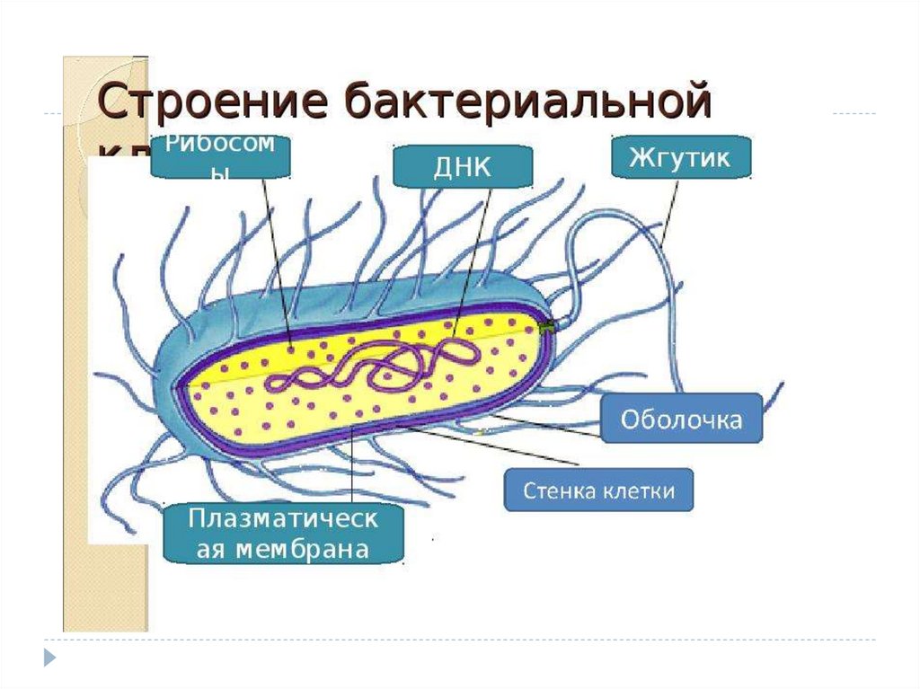 Соотнеси основные части бактериальной клетки с цифрами на изображении