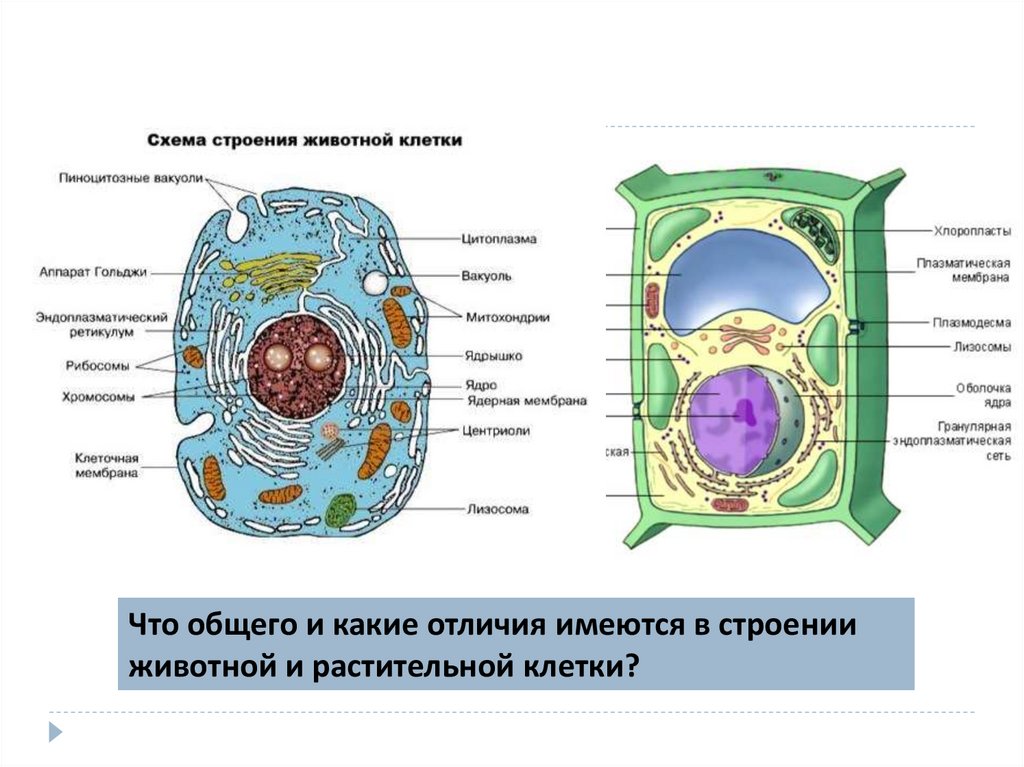 Хлоропласты клетки животных