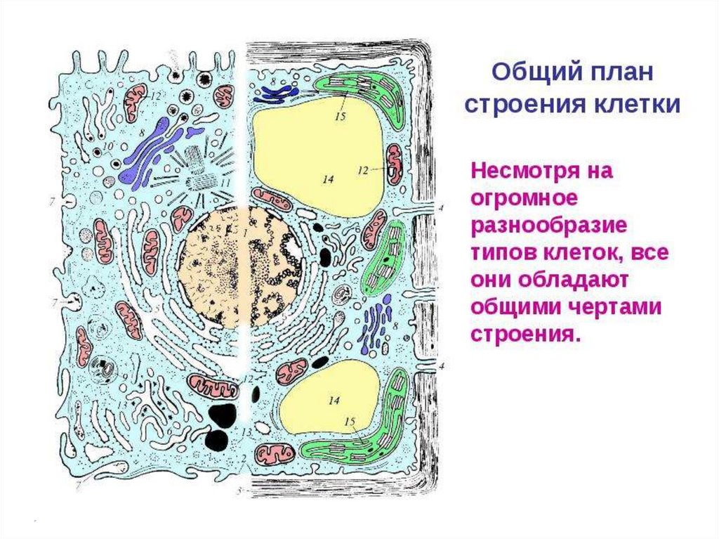 План строения клетки