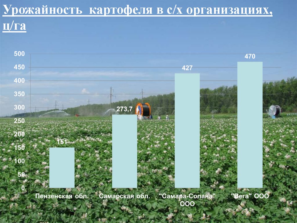 Сколько на сотку нужно картофеля. Урожайность картофеля с 1 га. Урожай картофель на 1 га Московская область. Урожайность картофеля с 1 гектара. Средний сбор картофеля с 1 га.
