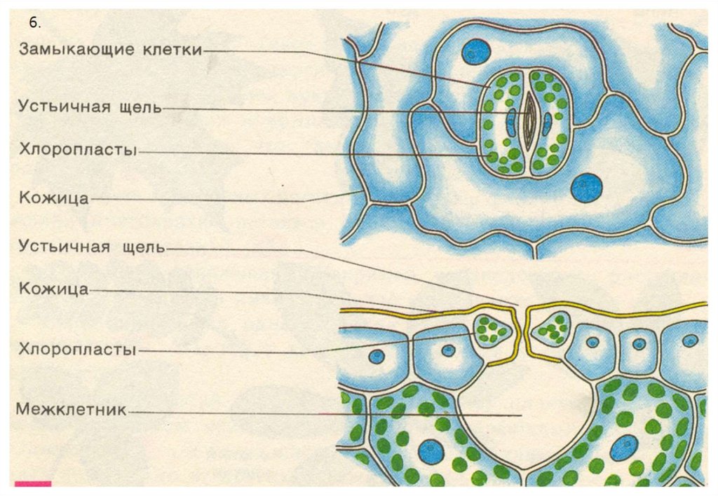 Кожица биология 6. Клеточное строение устьица. Устьице с окружающими его клетками кожицы 6 класс биология. Устьичные клетки на кожице листа. Замыкающие клетки устьиц кожицы листа.