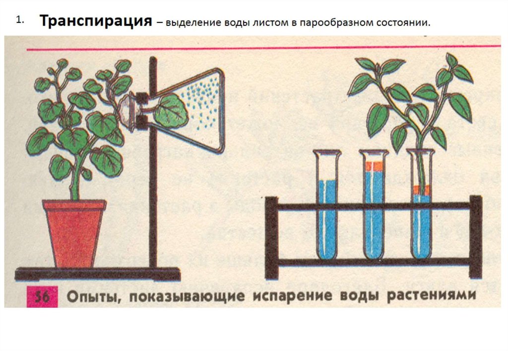 На рисунке изображен процесс иллюстрирующий. Испарение воды растениями транспирация. Опыт транспирация и Корневое давление. Опыт испарение воды растениями. Опыты показывающие испарение воды растениями.