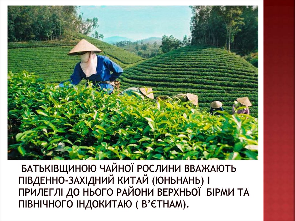 Батьківщиною чайної рослини вважають Південно-Західний Китай (Юньнань) і прилеглі до нього райони Верхньої Бірми та Північного