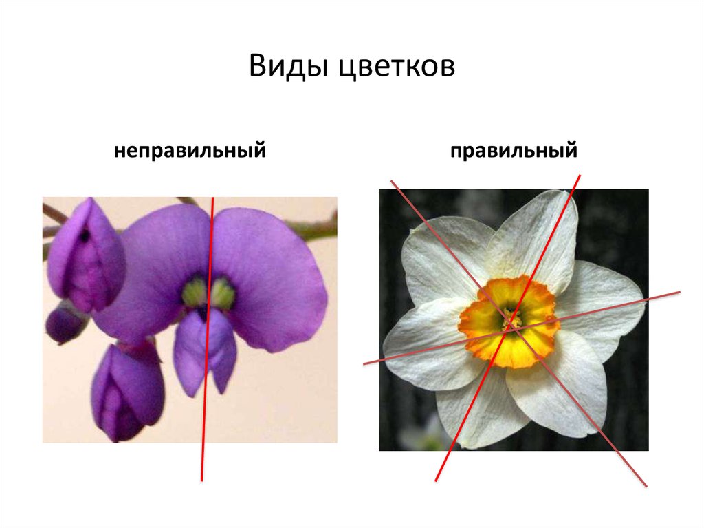 Почему цветок неправильный