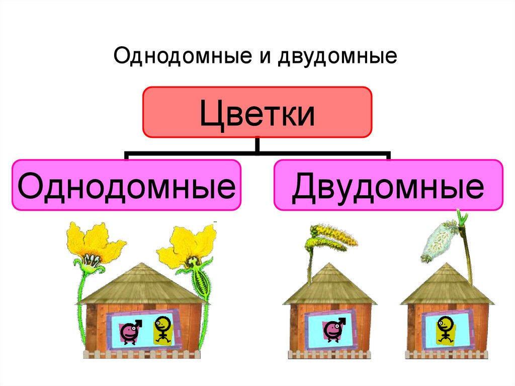 Однодомные и двудомные растения примеры. Однодомные и двудомные растения. Однодомные цветки. Однодомные и двудомные цветки. Однодомное или двудомное растение.