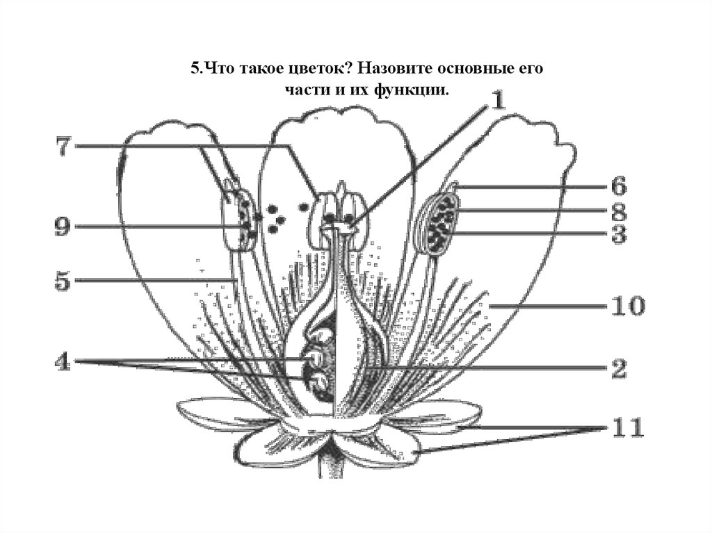Тест цветок соцветие 6 класс биология