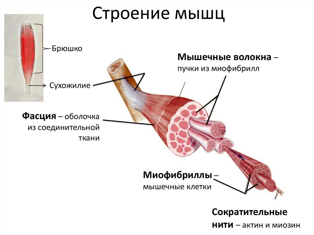 Сухожилия образованы из ткани. Строение скелетной мышцы сухожилие. Строение скелетной мышцы схема. Опорно двигательная система трицепс мышечное волокно миофибриллы. Пучок мышечных волокон скелетной мышцы схема.