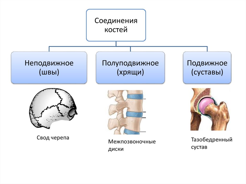 Типы соединения костей полуподвижные