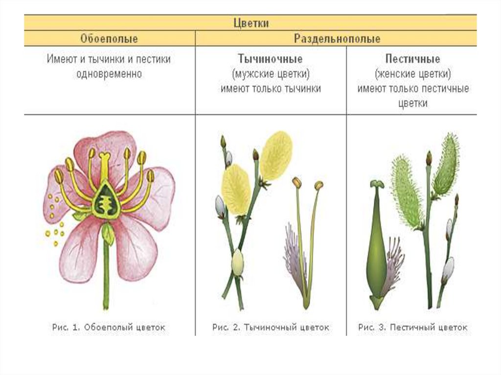 Обоеполыми называют. Цветки обоеполые и раздельнополые 6 класс биология. Раздельнополые цветки примеры растений. Однополые и обоеполые цветки однодомные и двудомные растения. Строение цветка, цветки однополые и двуполые.