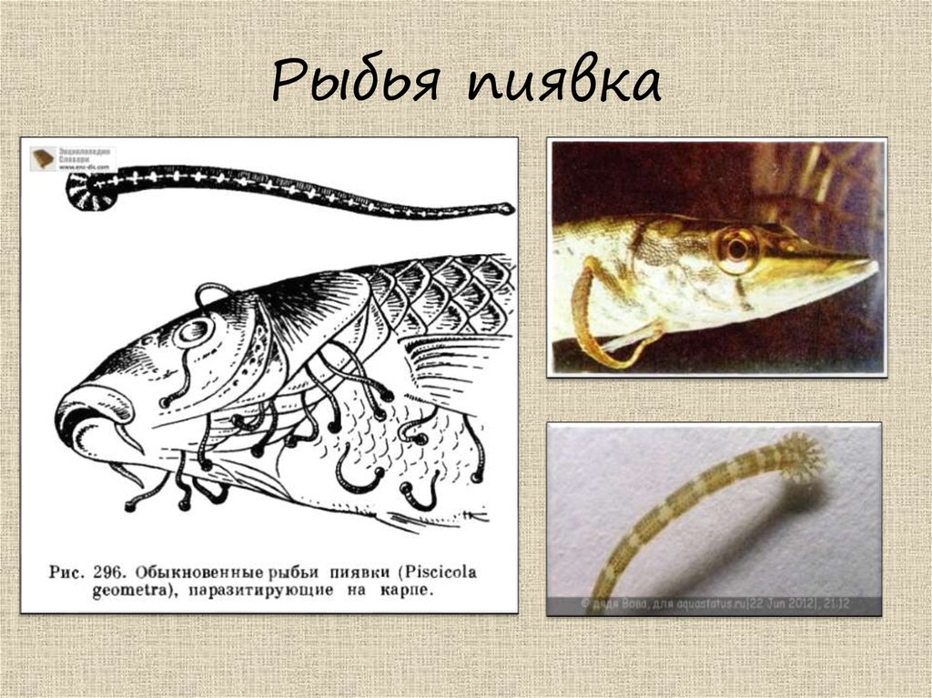 Рыбья пиявка