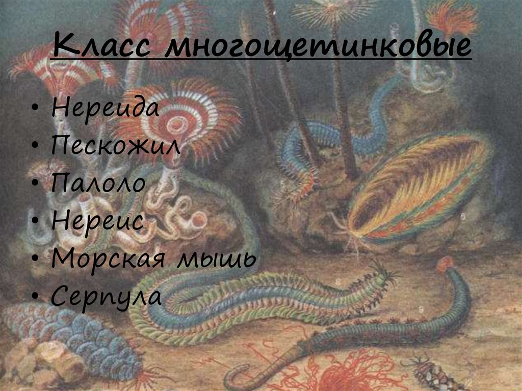 Класс многощетинковые
