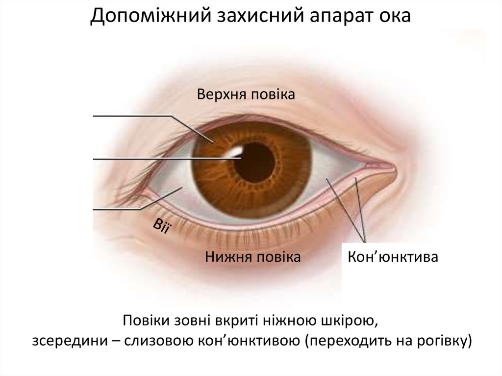 Конъюнктива где. Строение глаза мешок глаза конъюнктивальный. Строение глаза конъюнктива склера. Строение глаза конъюнктивальный мешок. Роговица конъюнктива склера.