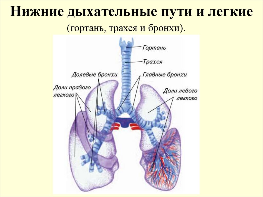 Органы дыхания презентация. Строение верхних и нижних дыхательных путей человека. Нижние дыхательные пути строение и функции. Верхние и нижние дыхательные пути схема. Органы дыхания Верхние и нижние дыхательные пути.