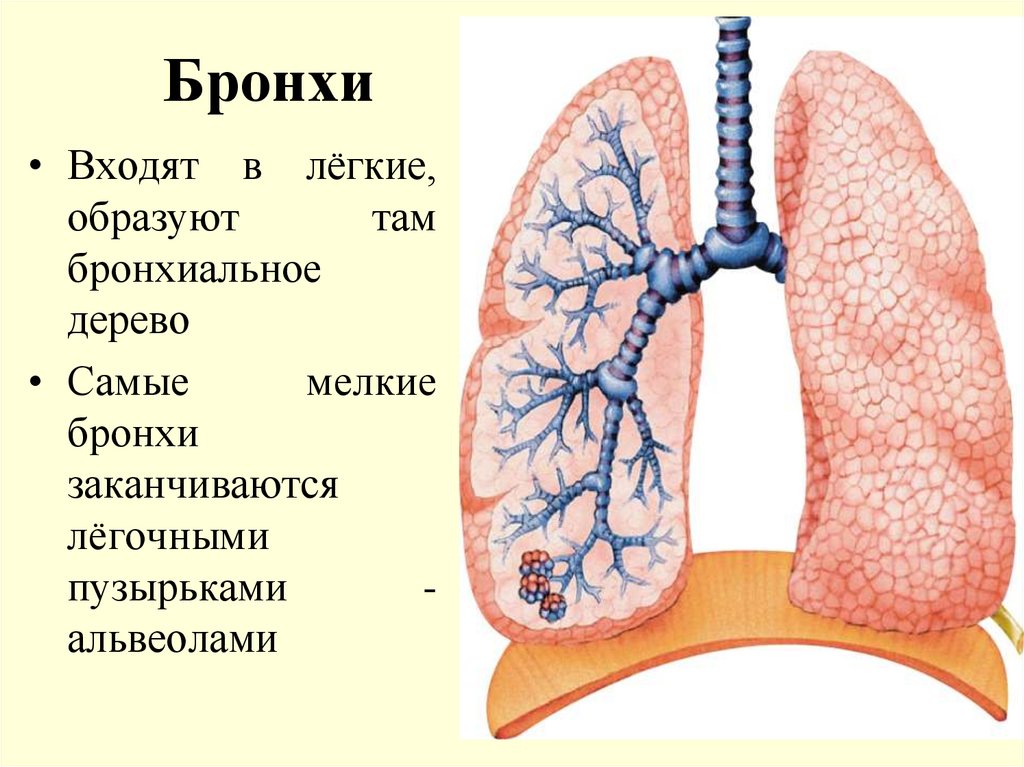 Легкие 8 класс кратко. Дыхательная система человека бронхи. Строение лёгких человека бронхи. Строение лёгких человека анатомия бронхи. Бронхи и легкие расположение анатомия человека.