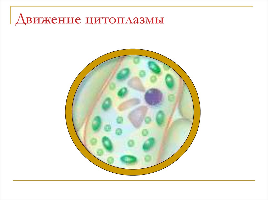3 элемента цитоплазмы. Движение цитоплазмы. Движение цитоплазмы в растительной клетке. Цитоплазма рисунок. Движение цитоплазмы рисунок.