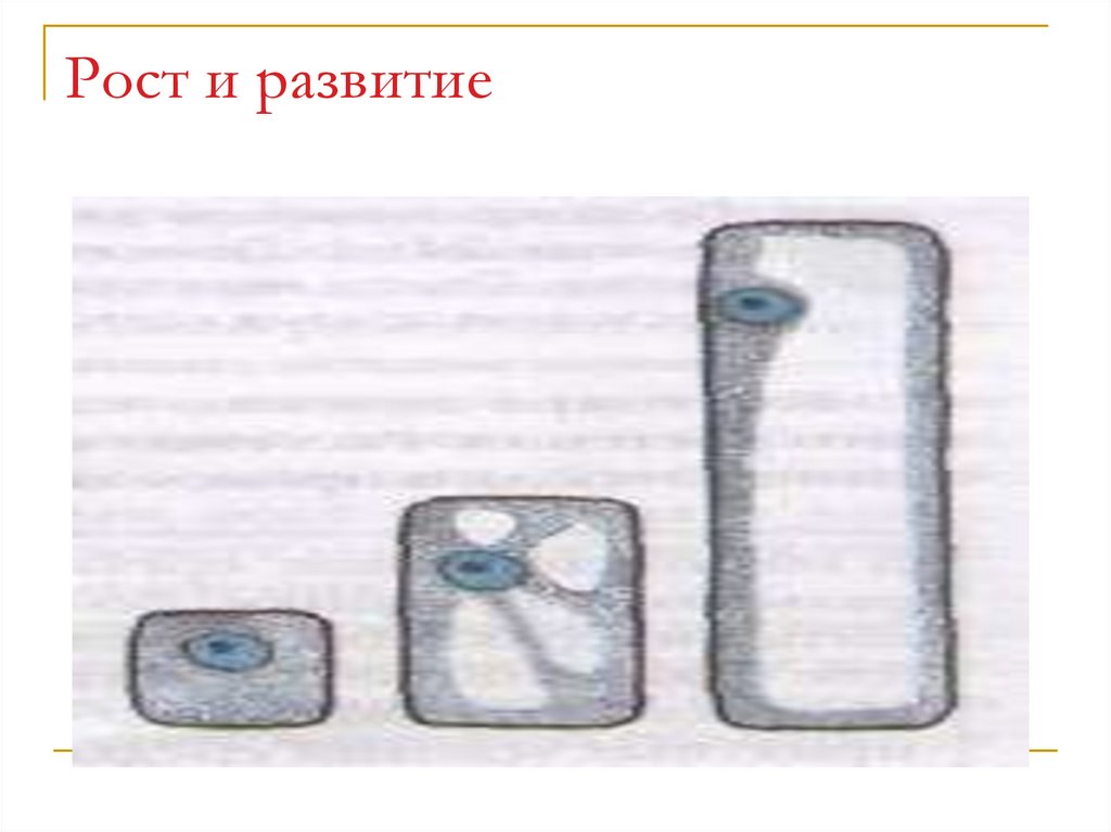 Биологический рост клеток. Рост клетки 5 класс биология рисунок. Рост и развитие клетки 5 класс биология. Рост клетки. Рост клетки растений.