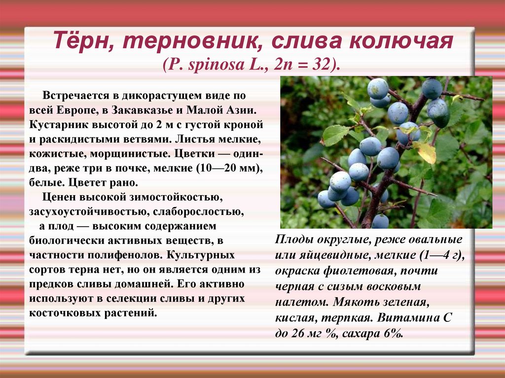 Чем ягода отличается. Ягоды дикого терна. Терн слива колючая описание. Терн описание кустарника. Дикая слива Терн.