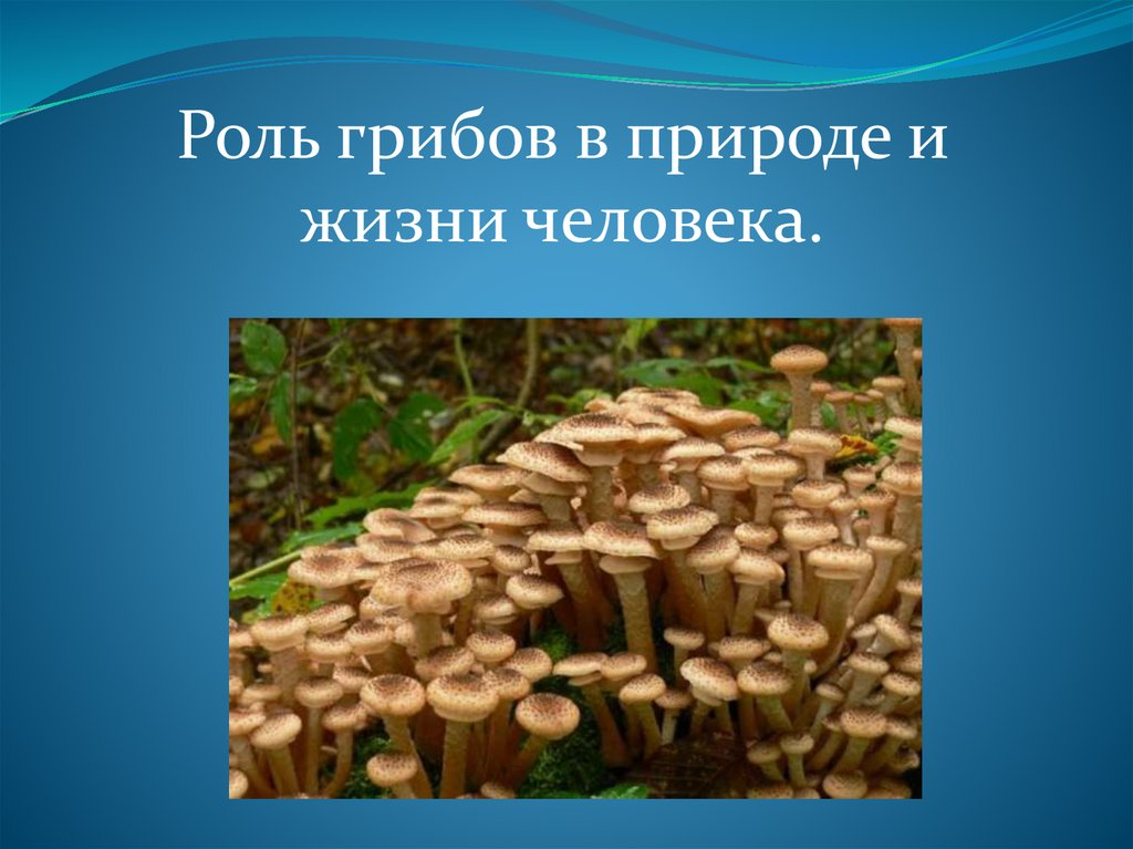 Грибы для людей и природы. Грибы в жизни человека и в природе. Роль грибов в природе и жизни человека. Роль грибов в природе и жизни. Роль грибов в жизни человека.