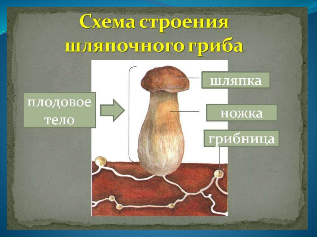 Какой цифрой на рисунке гриба обозначено плодовое тело