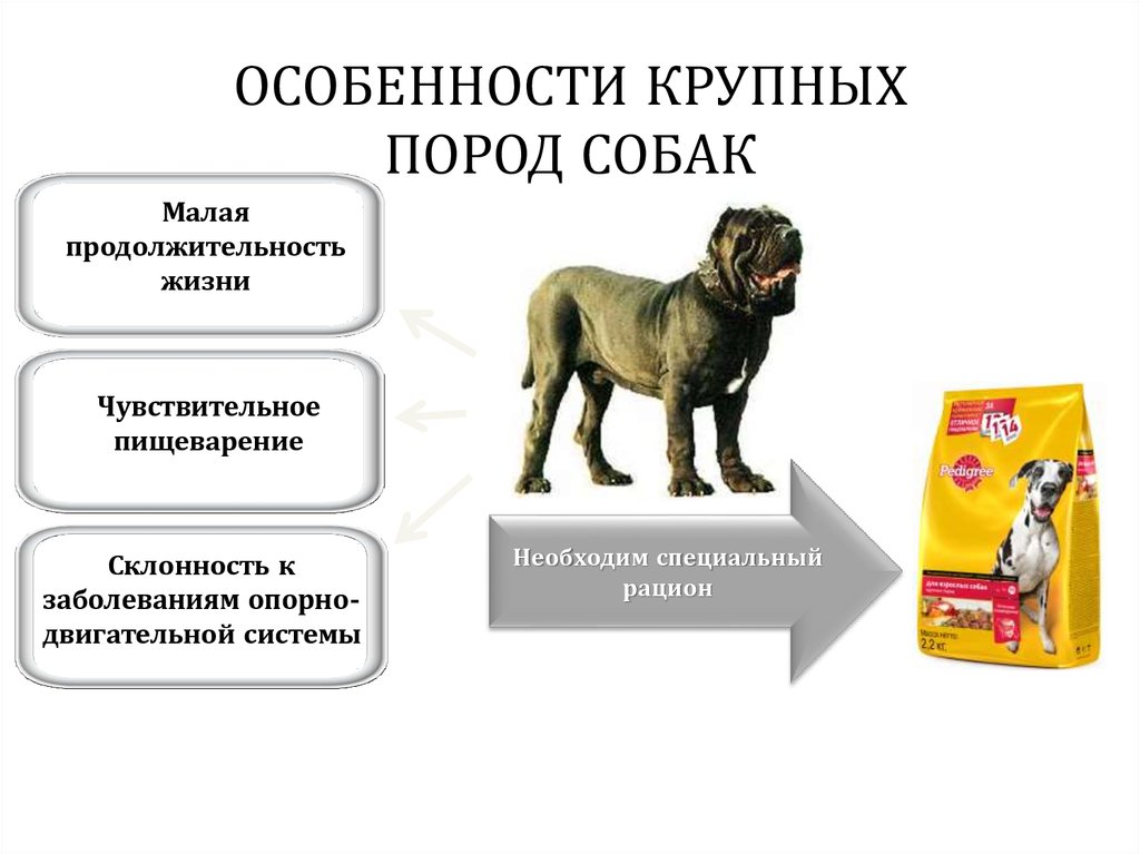 Кормление щенков крупных пород