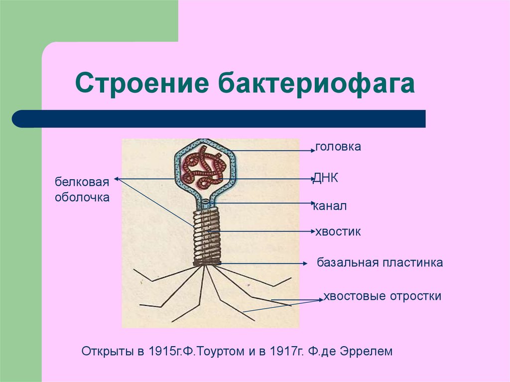 Каково строение вируса кратко. Строение бактериофага. Строение вируса бактериофага. Строение вируса строение бактериофага. Структура вируса бактериофага.