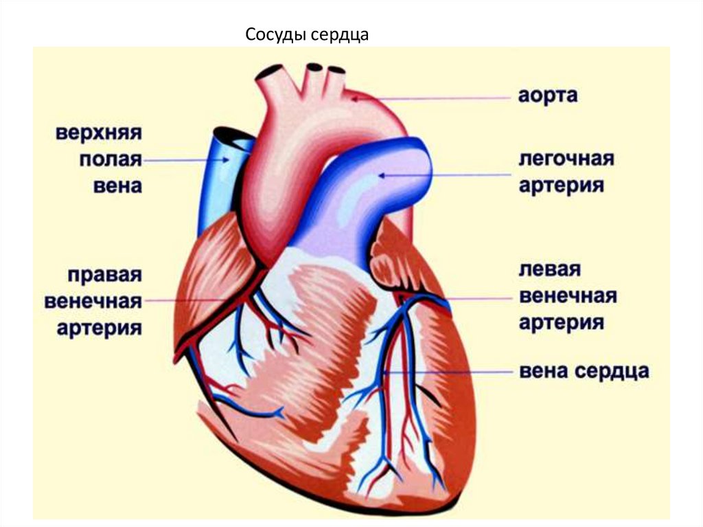 В состав какой системы входит сердце. Строение сердца и кровеносных сосудов человека. Крупные присердечные сосуды. Строение сердца, сосуды (артерии и вены). Кровеносные сосуды сердца схема.