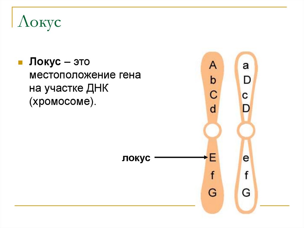 Сайт локуса. Локусы хромосом. Местоположение Гена в хромосоме (Локус):. Локус (генетика) аллель. Ген хромосома Локус.